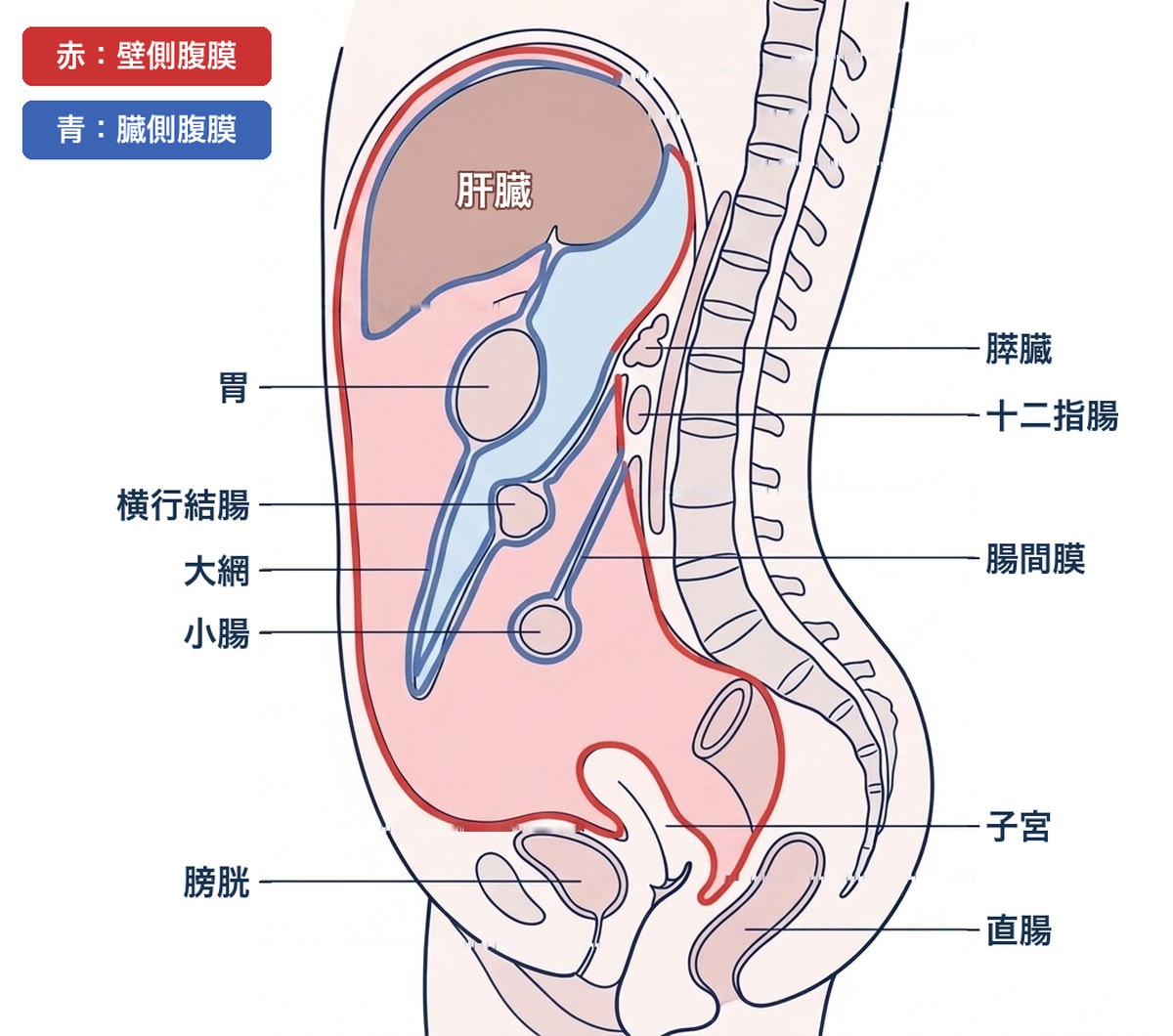 お腹を横から見た断面のイラスト。赤い線が壁側腹膜、青い線が臓側腹膜