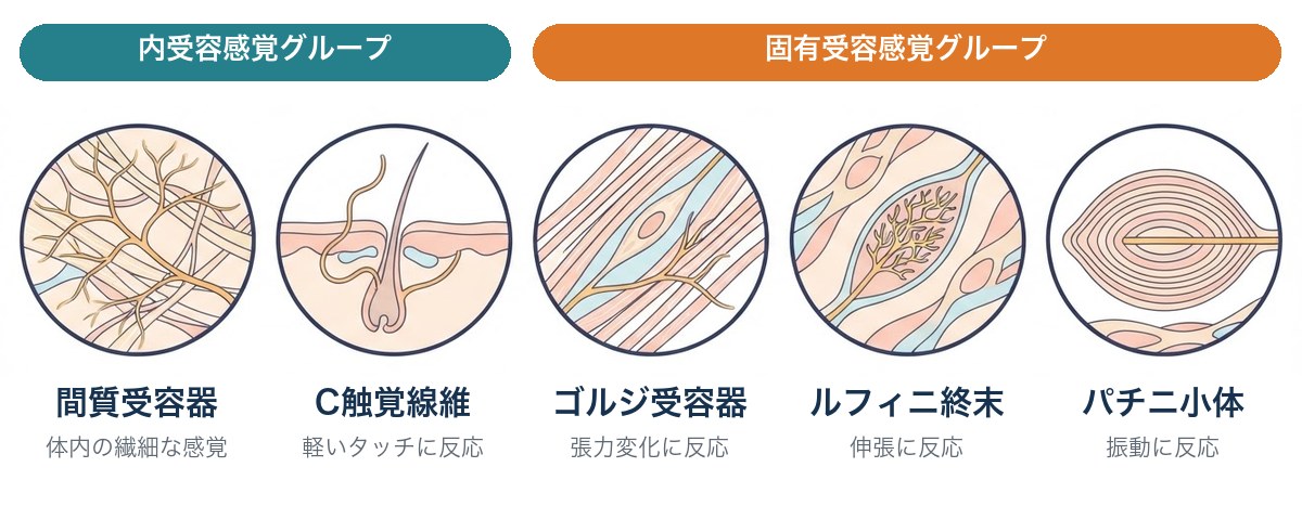 筋膜にある5つの機械受容器のイラスト。間質受容器、C触覚線維、ゴルジ受容器、ルフィニ終末、パチニ小体